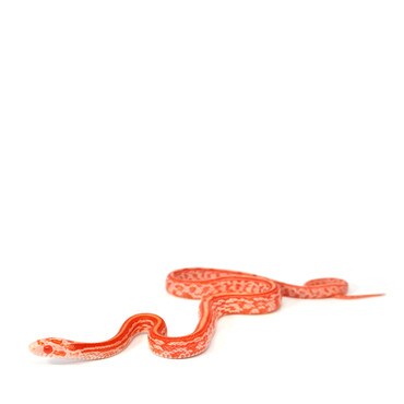 Amel Tessera Corn Snake